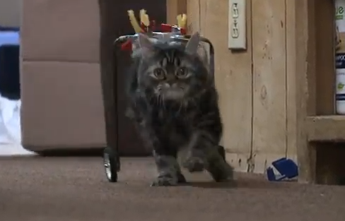 Studenter,  Conifer High School, Katt,  Flipper, Robot